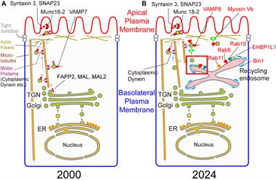 Molecular mechanisms of polarized transport to the apical plasma membrane